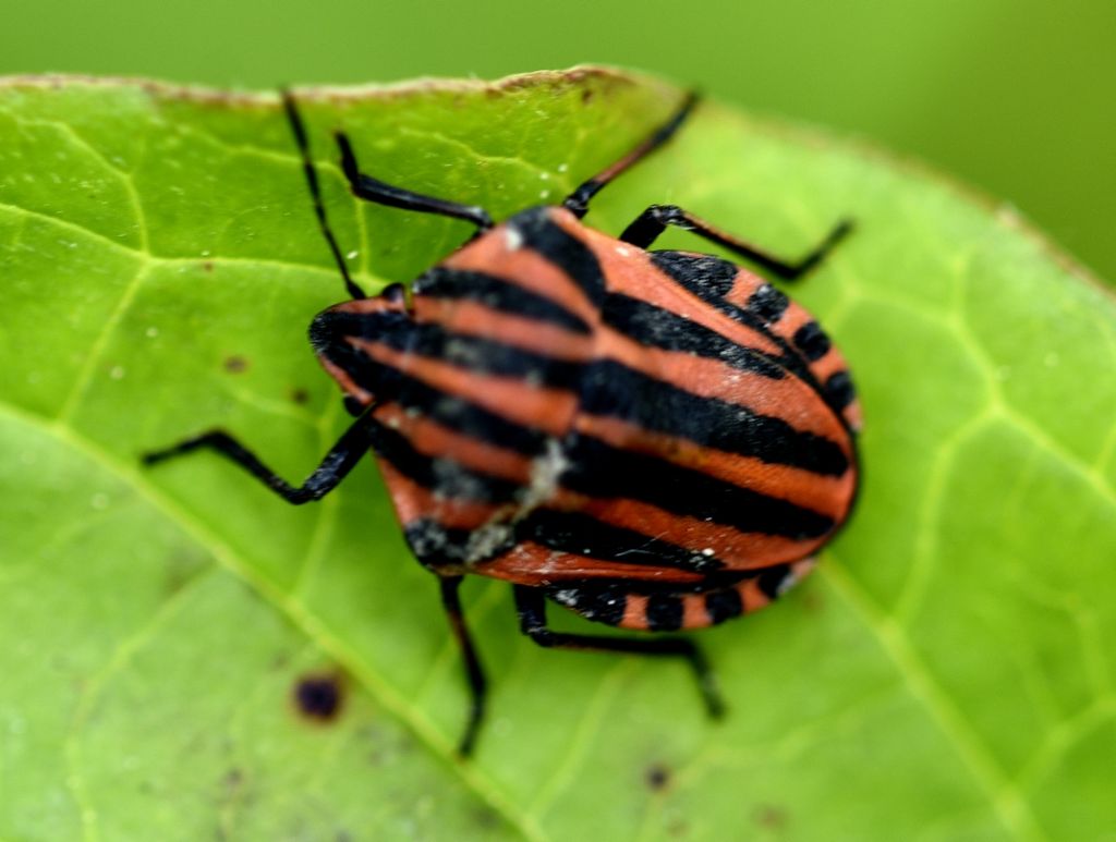 Graphosoma lineatum?